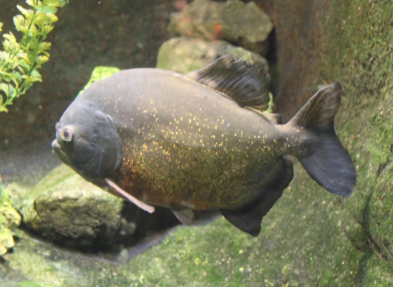 Red-bellied piranha