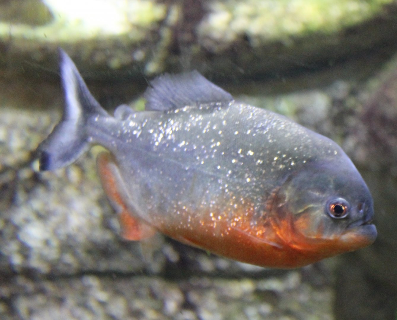 Red-bellied piranha