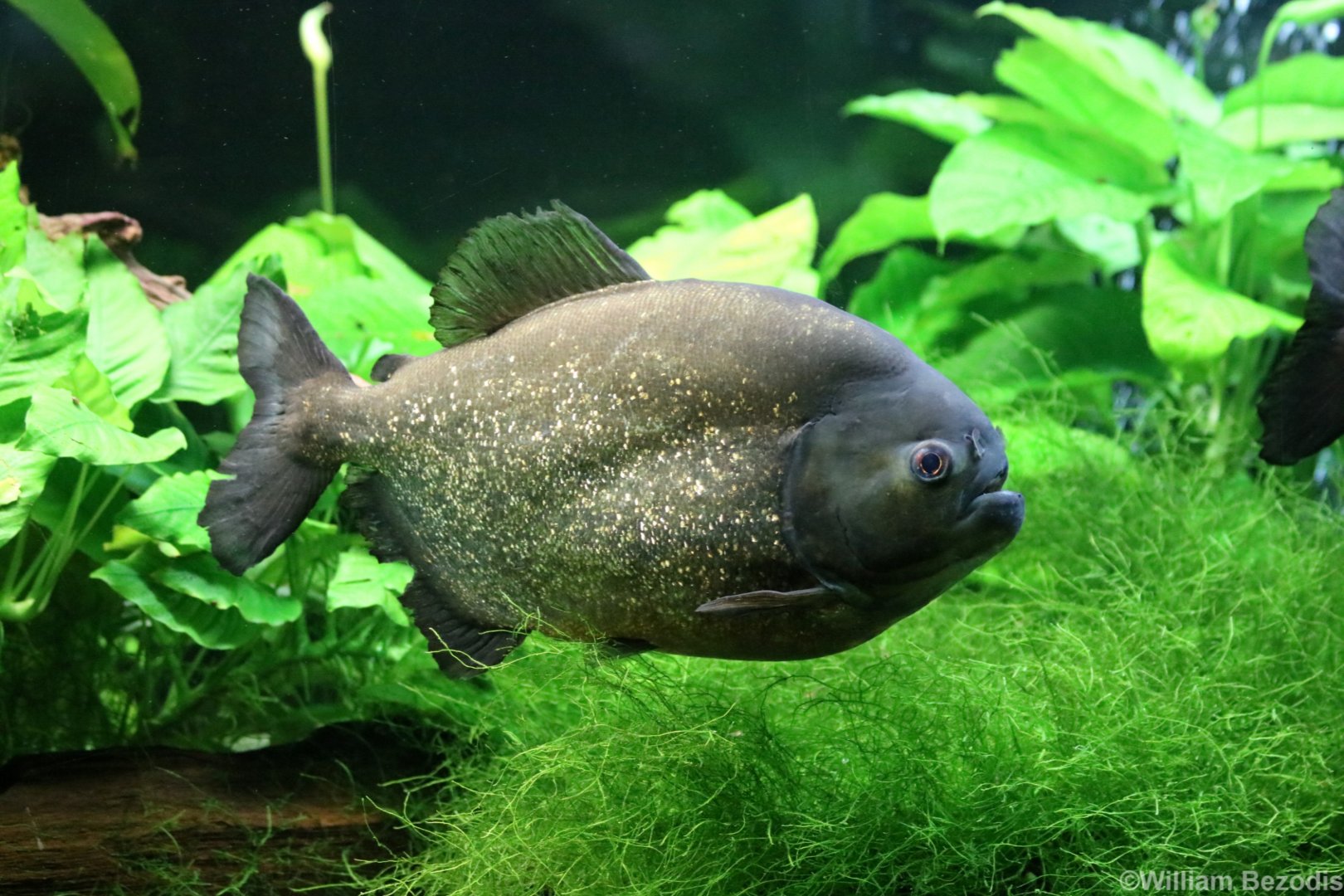 Red-bellied Piranha
