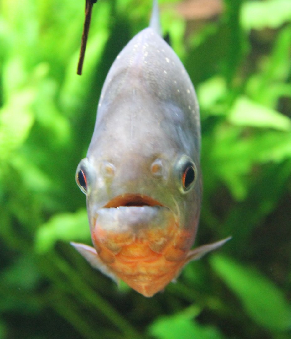 Red-bellied piranha