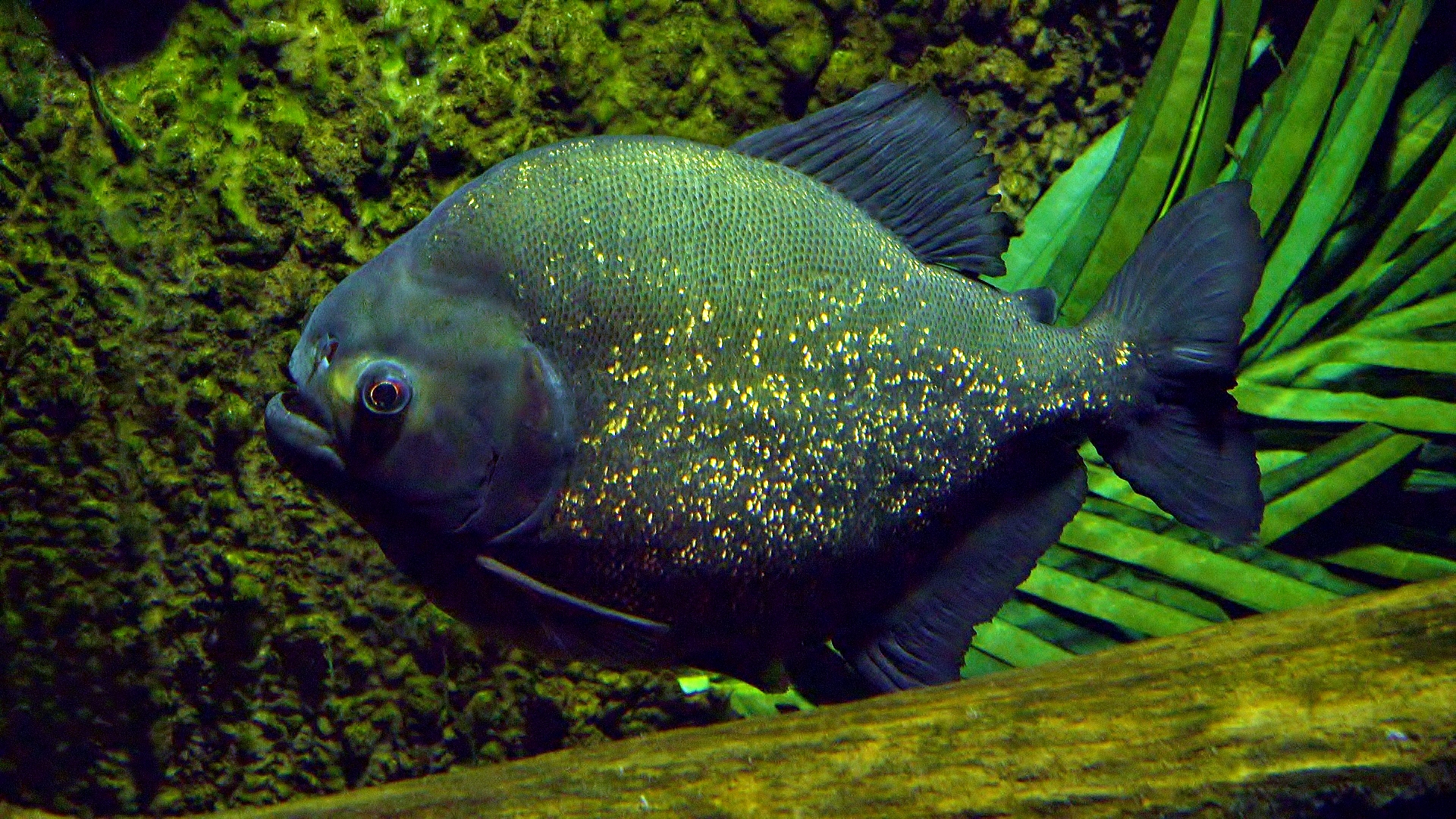 Red Bellied Piranha