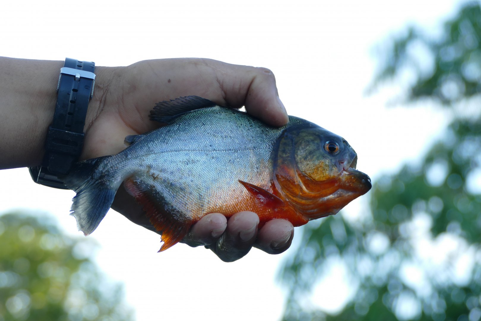Red-bellied piranha