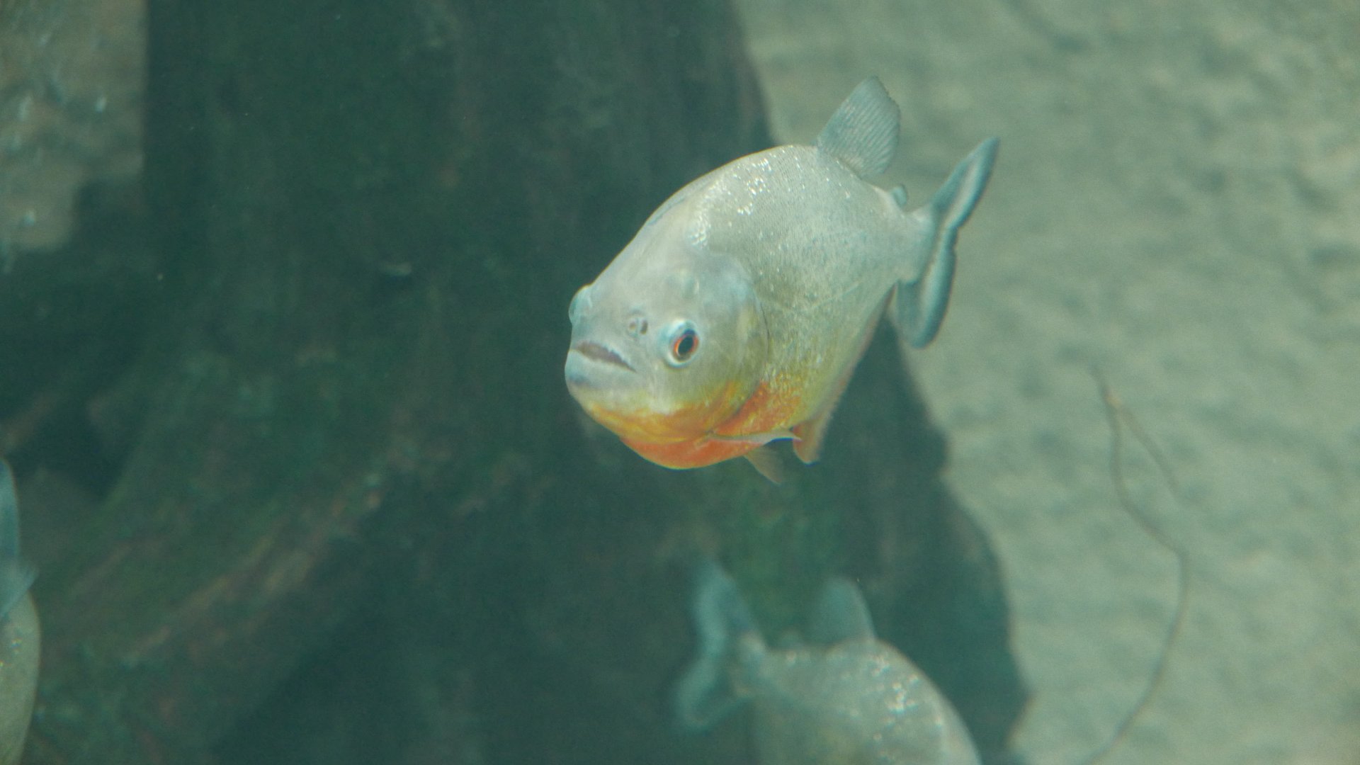 Red Bellied Piranha