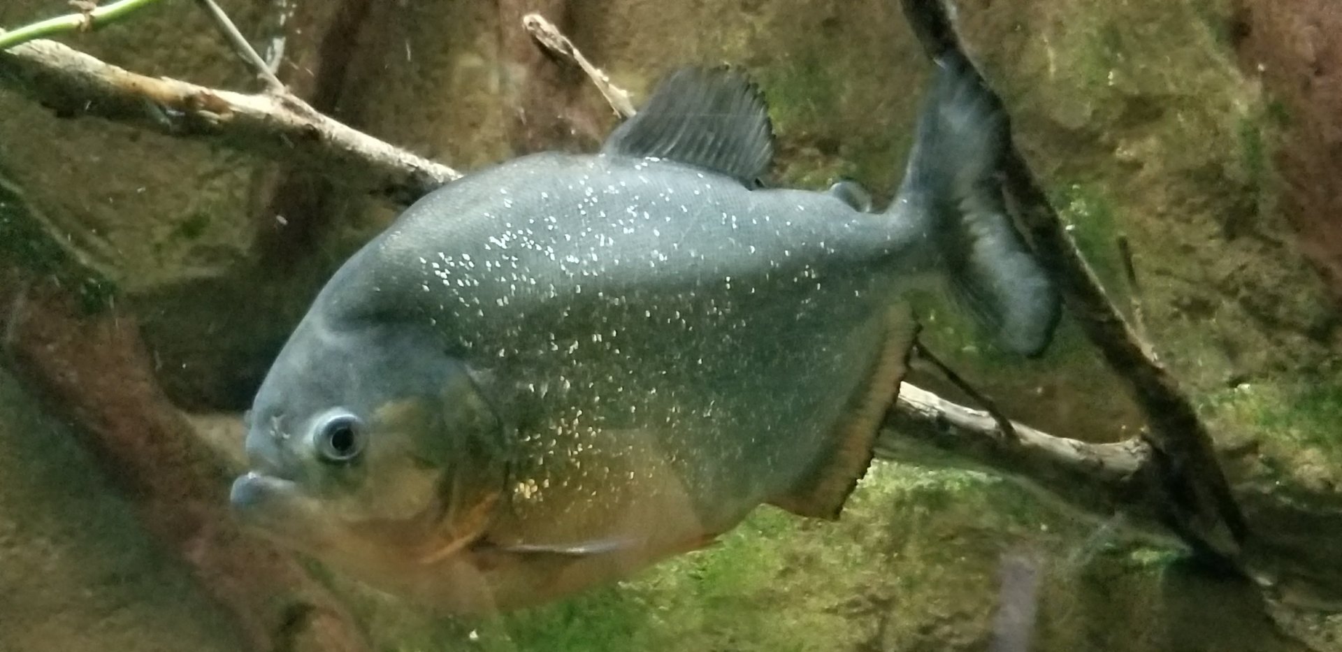 Red Bellied Piranha
