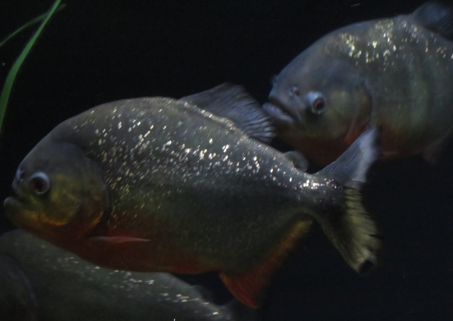Red-bellied piranha