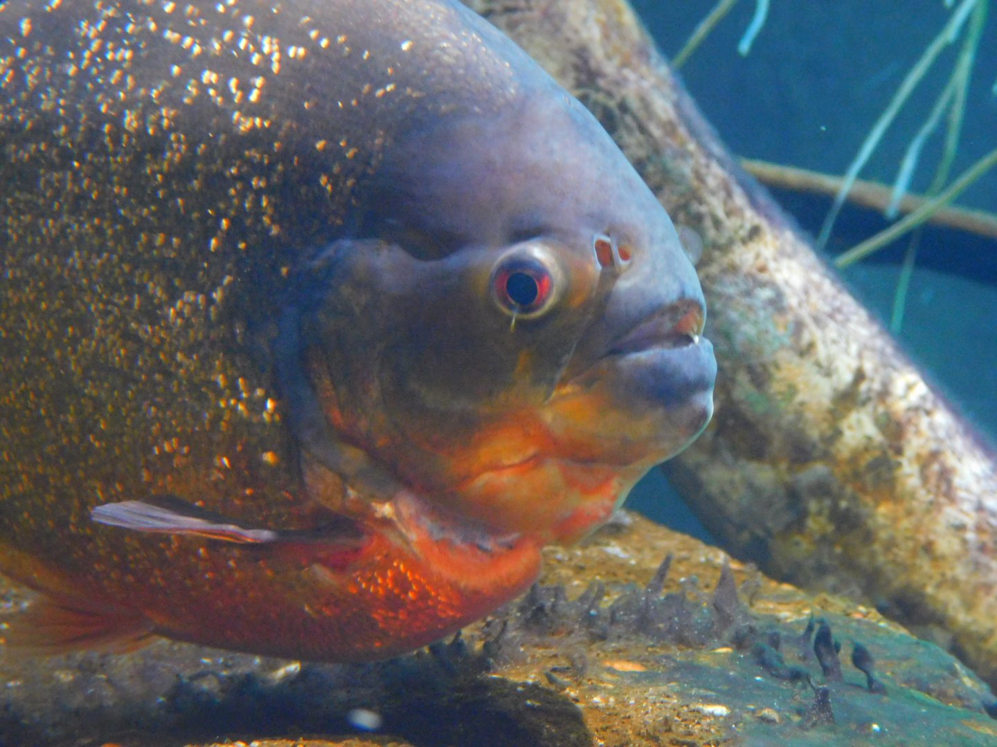 Red Bellied Piranha