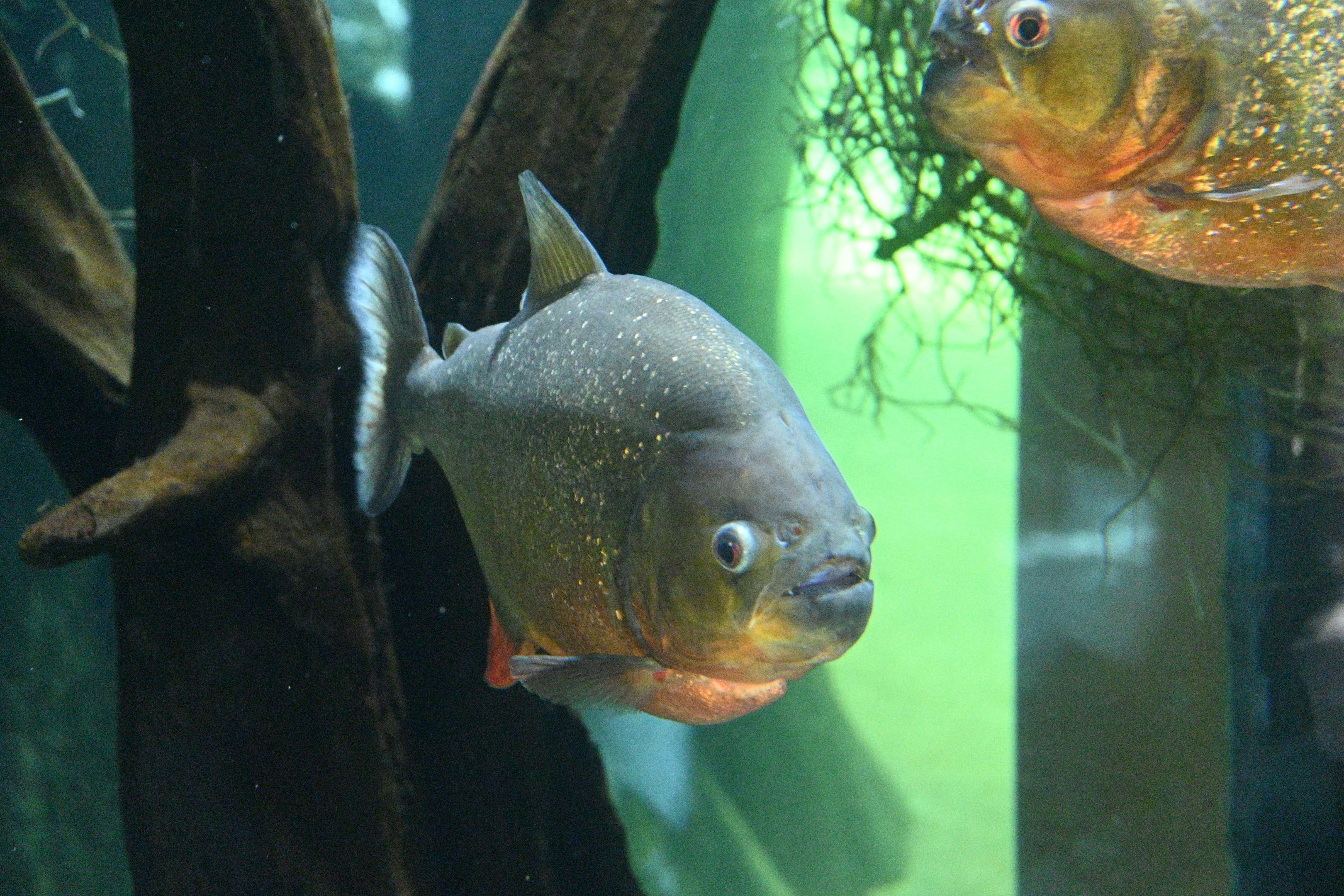 Red Bellied Piranha