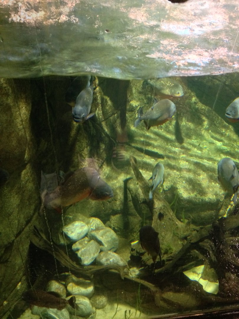 Red-bellied Piranha