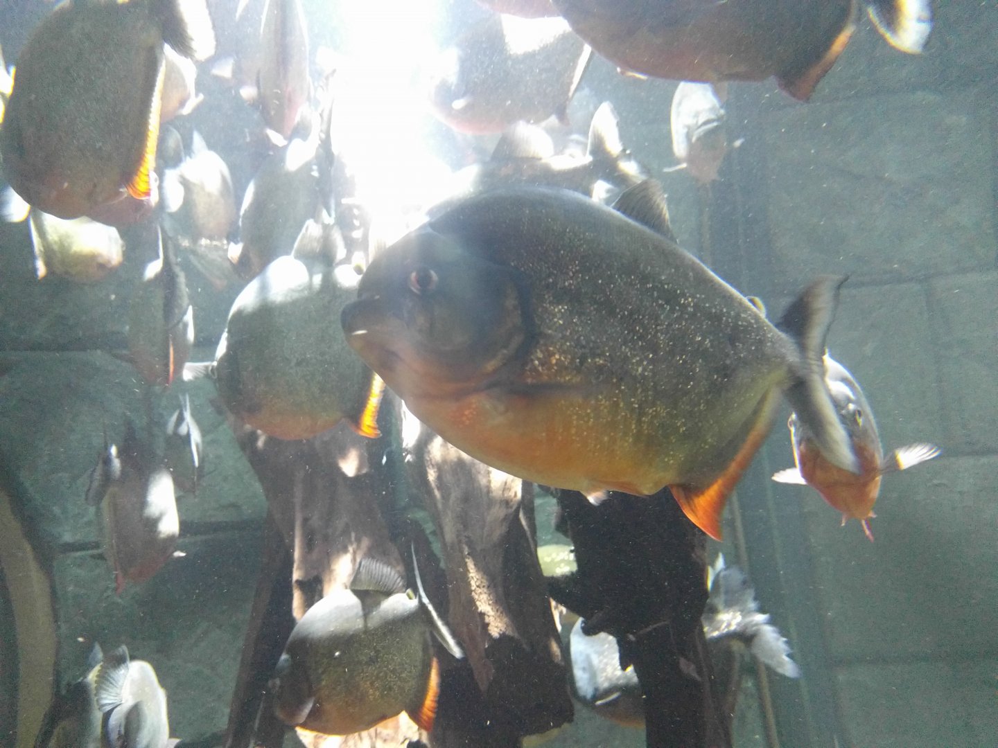 Red bellied Piranha