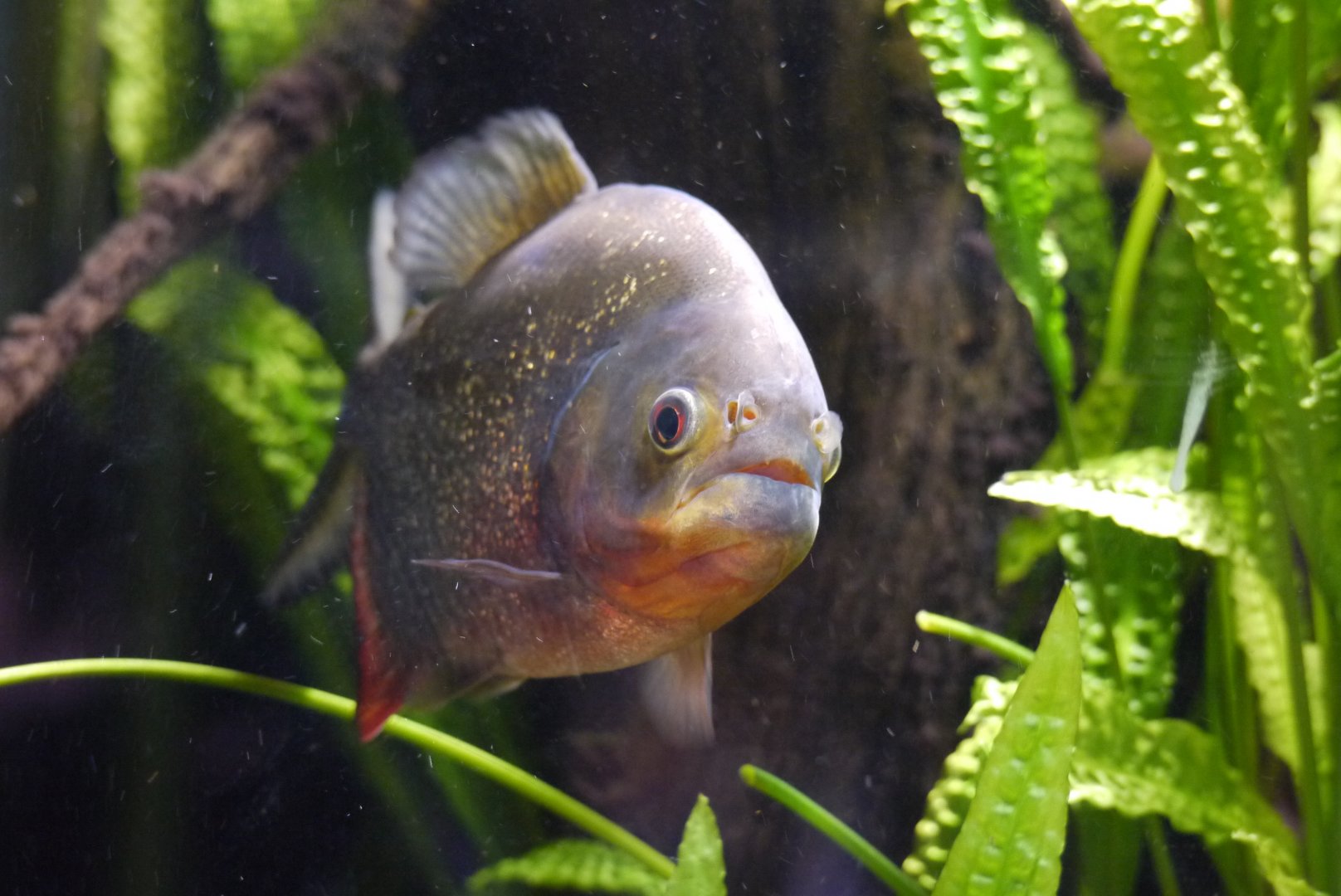 Red-Bellied Piranha