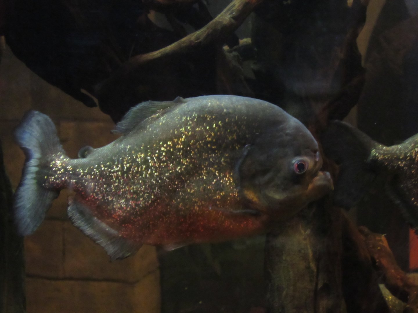 Red-Bellied Piranha