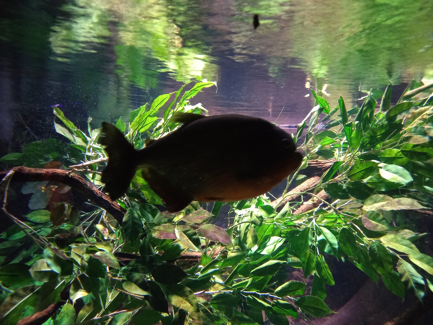 Red-bellied Piranha