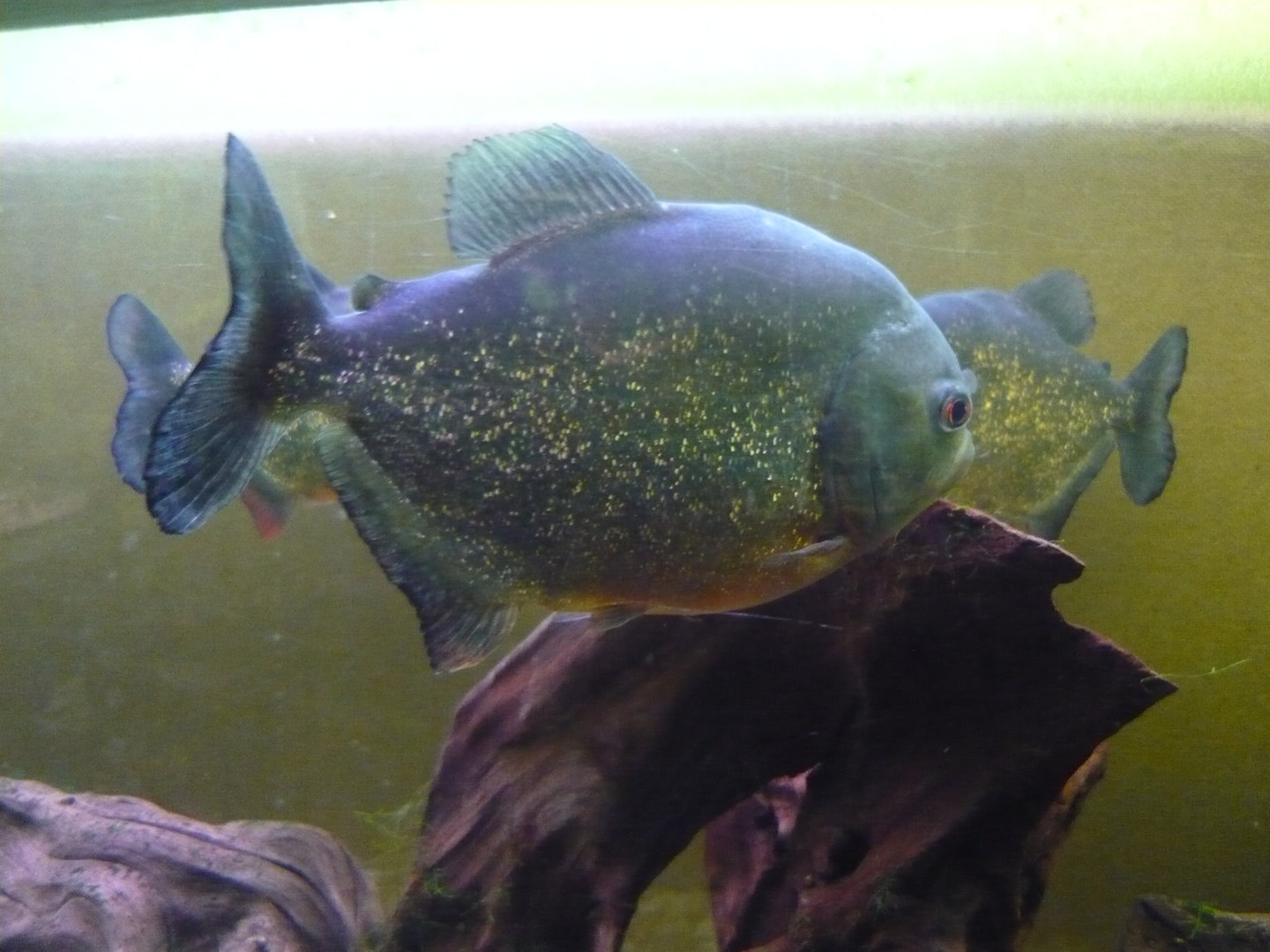 Red-bellied piranha