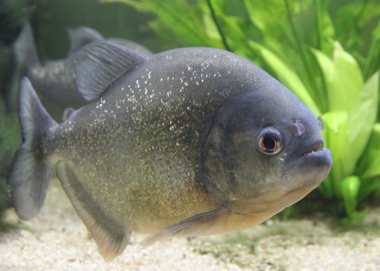 Red-bellied piranha