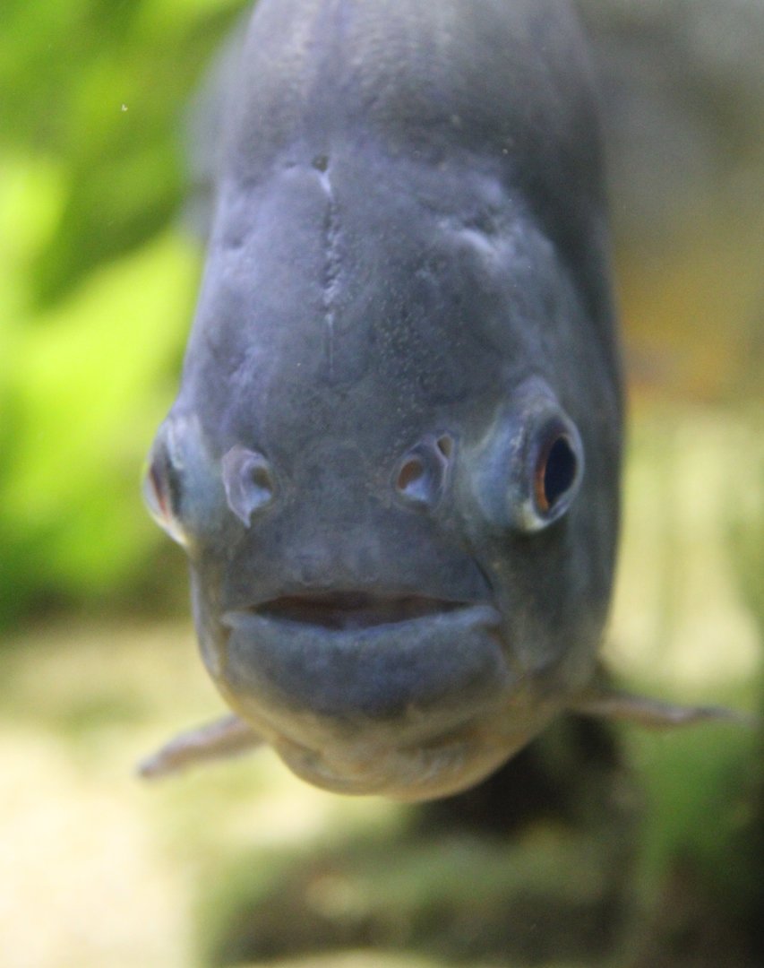 Red-bellied piranha