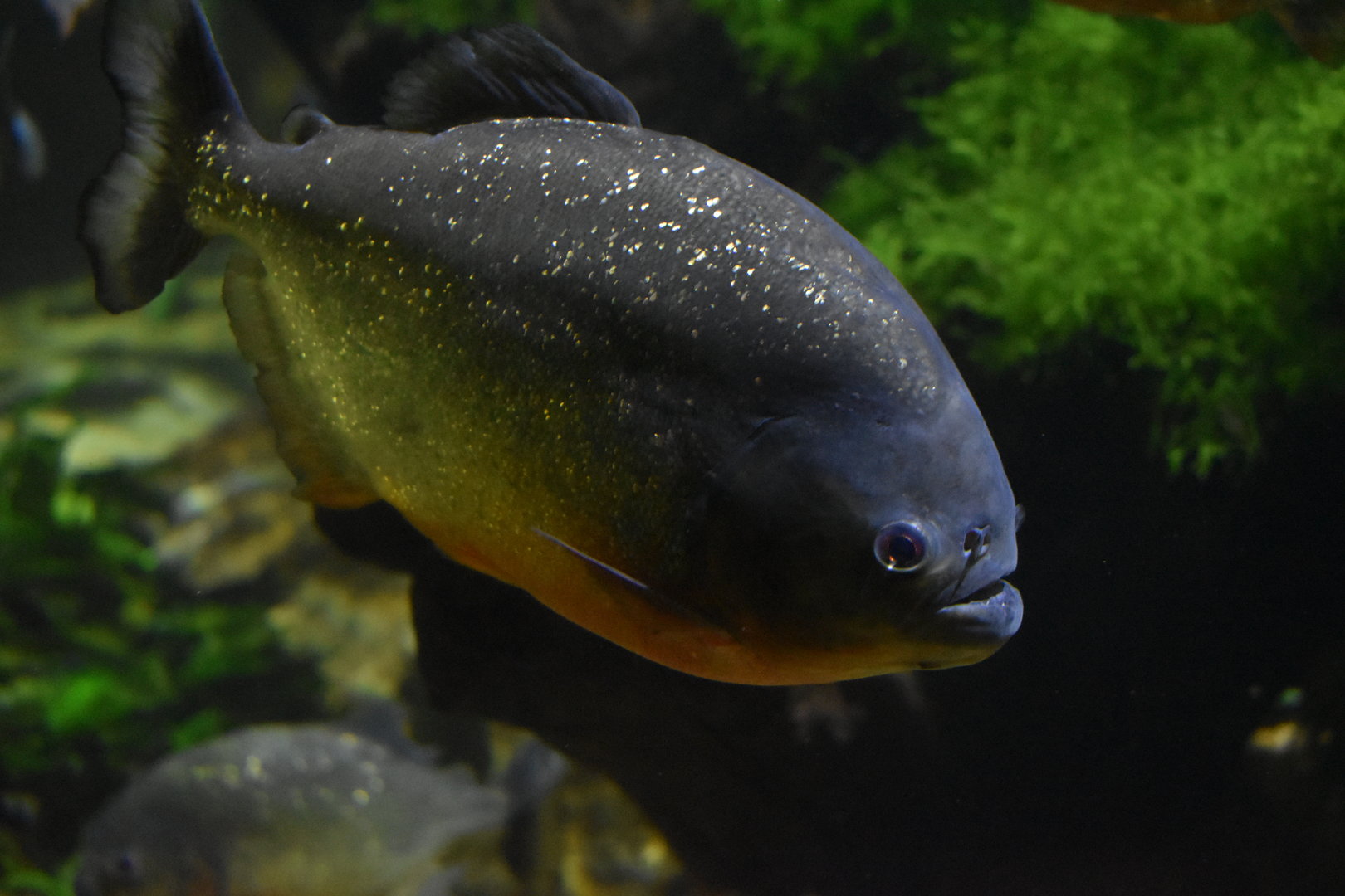 Red-bellied Piranha