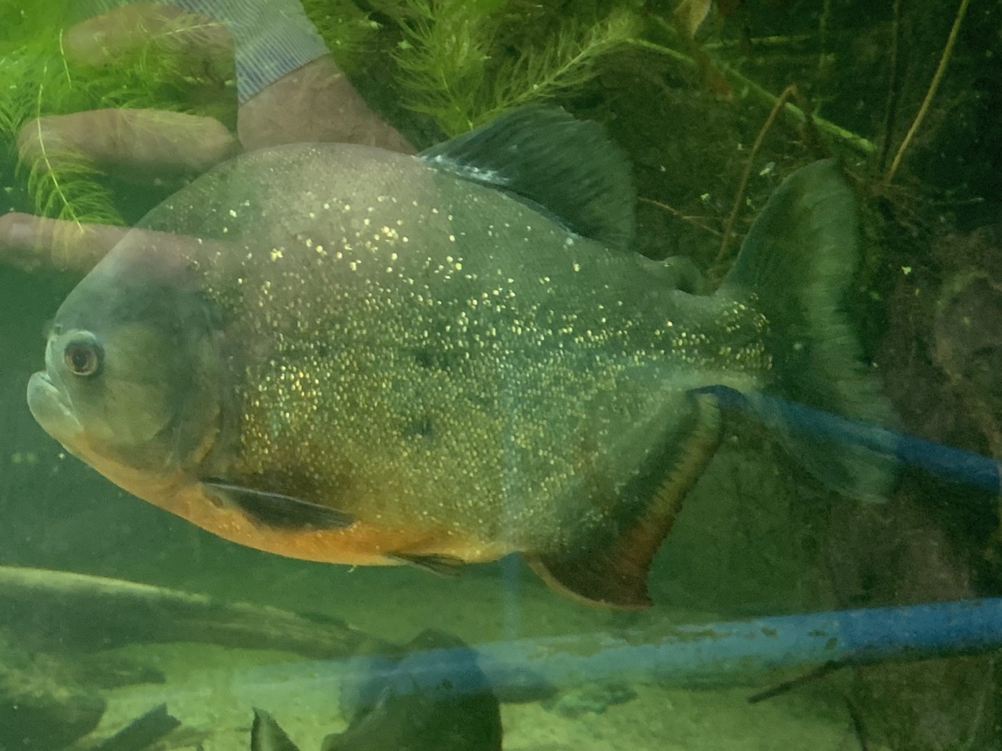 Red-bellied piranha