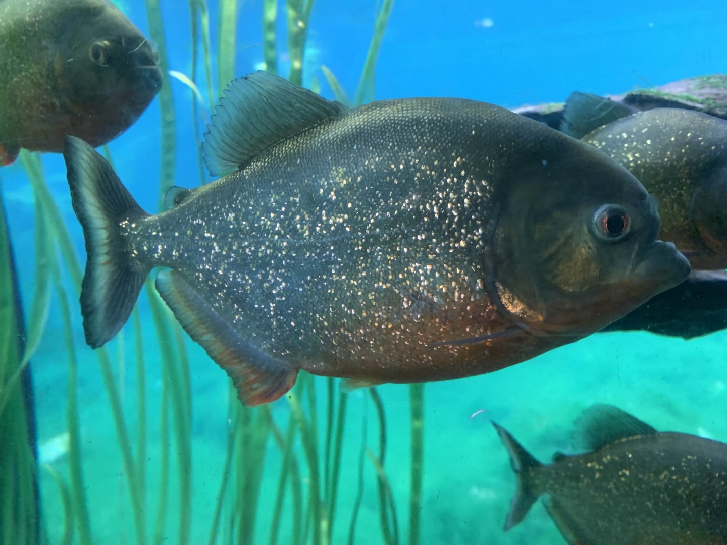 Red-bellied piranha