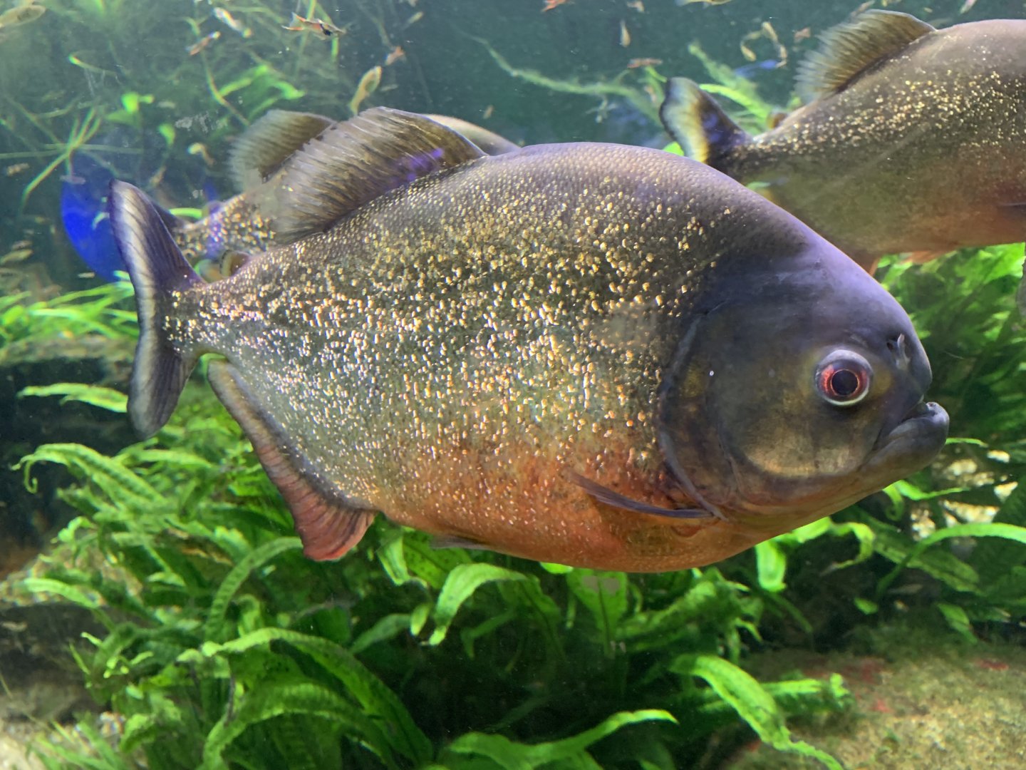 Red-bellied piranha