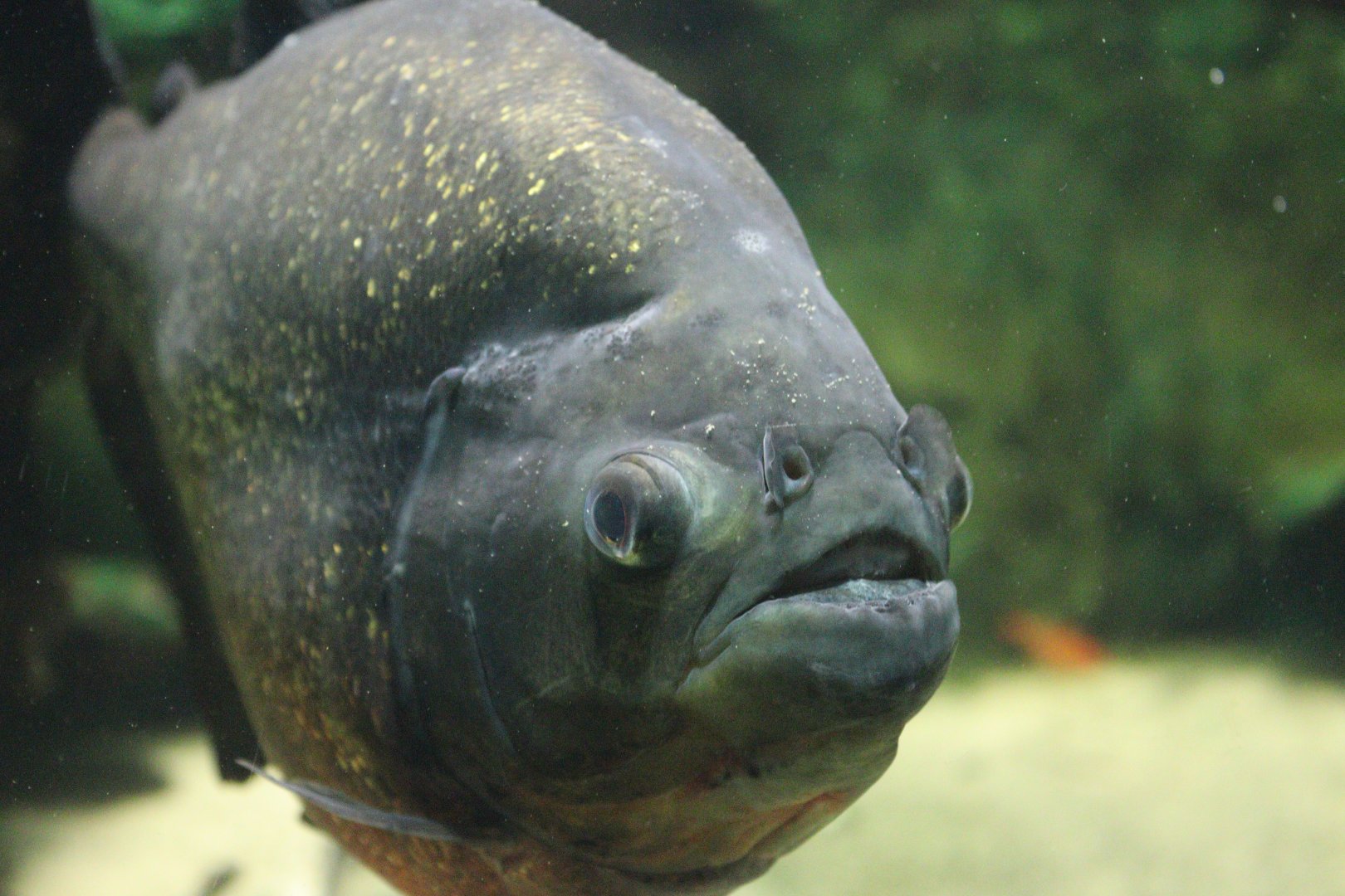 Red-bellied Piranha