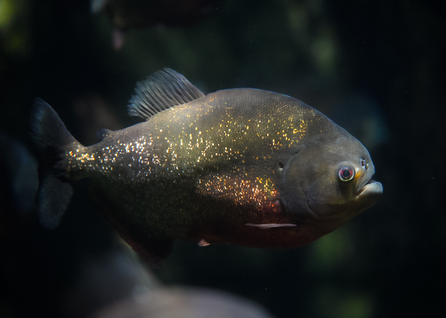 Red-Bellied Piranha