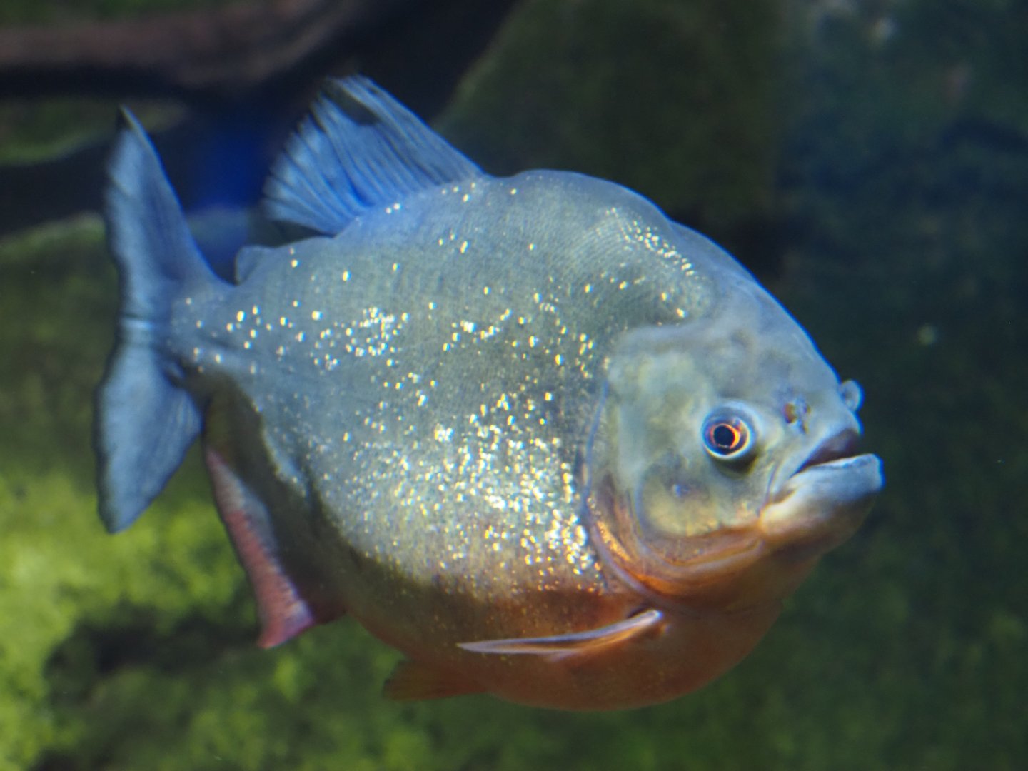 Red-Bellied Piranha