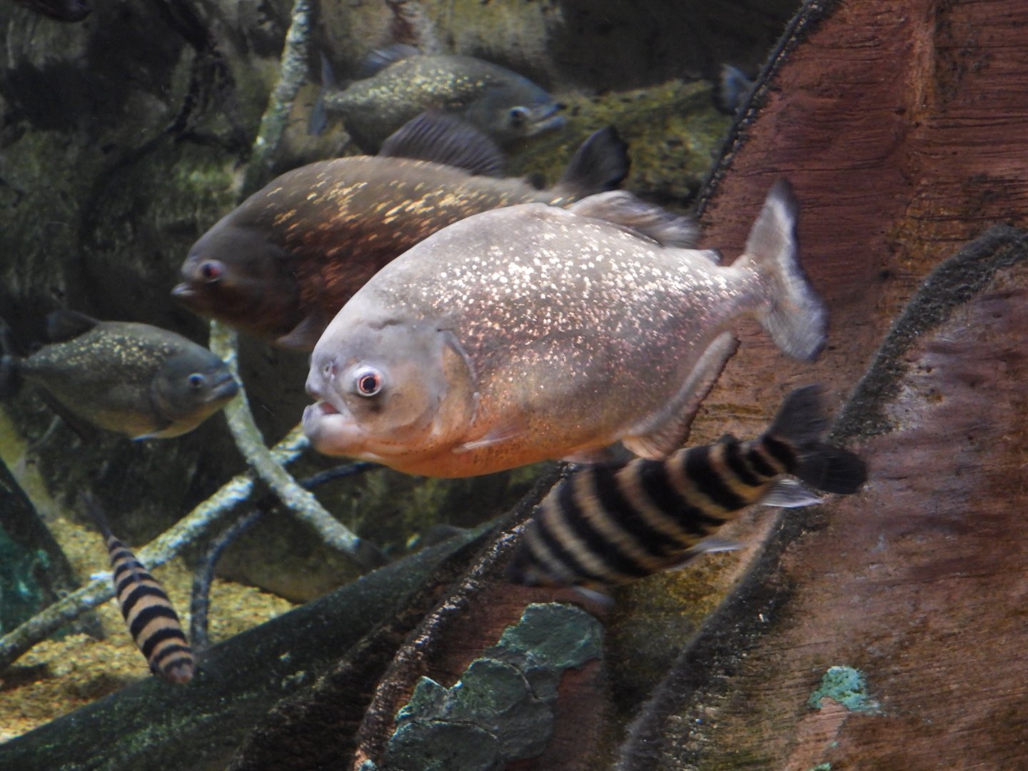 Red-bellied piranha