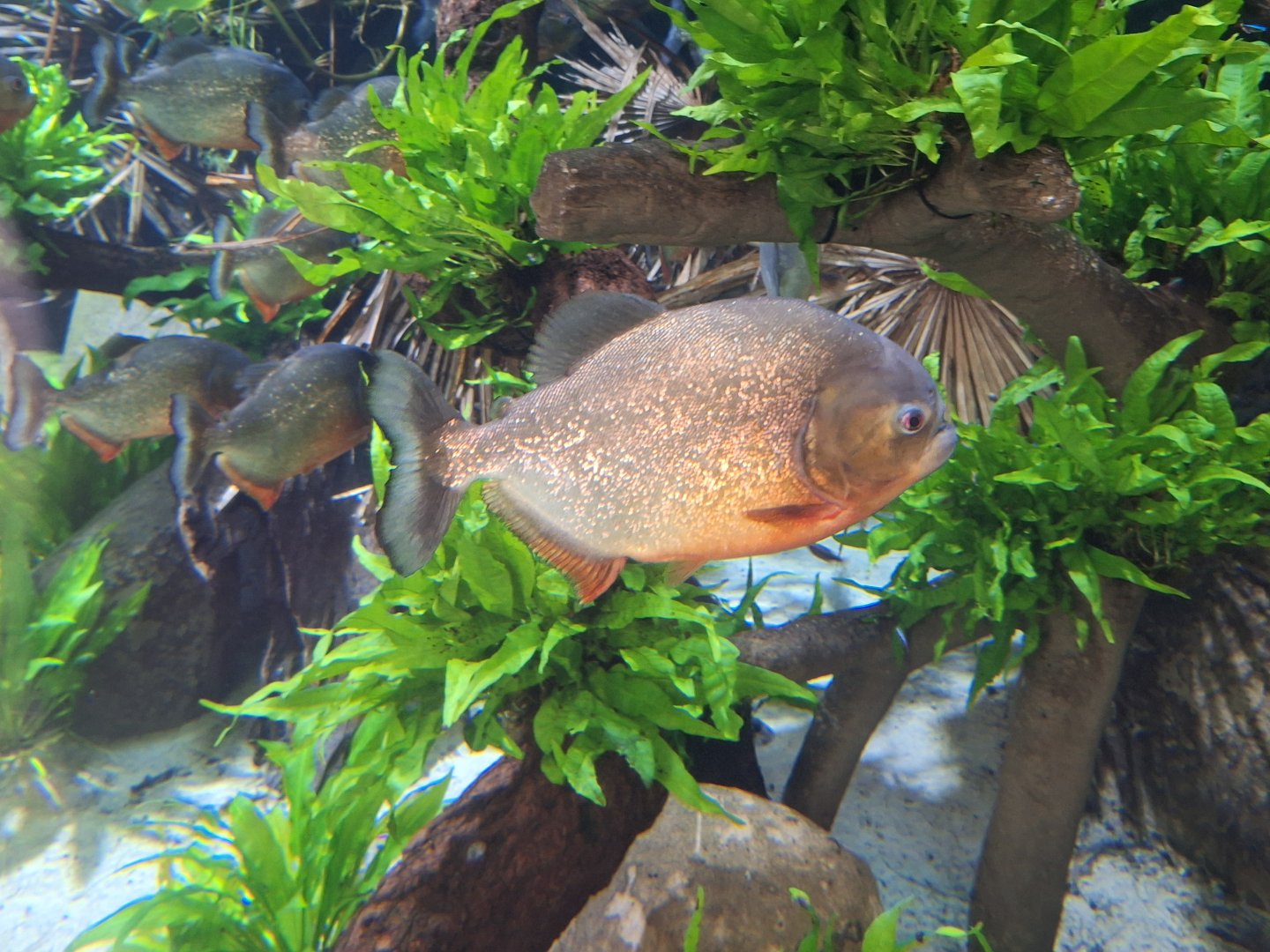 Red-bellied Piranha