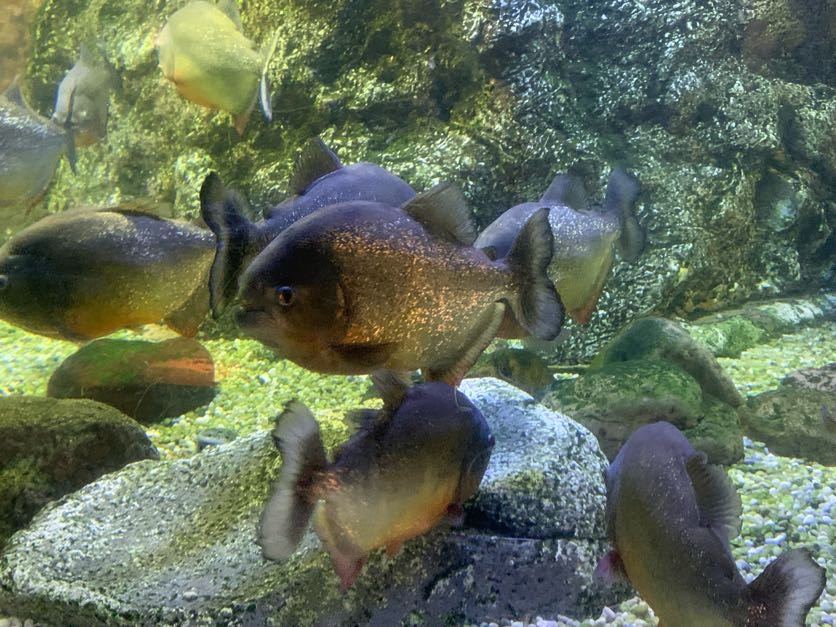 Red-bellied piranha