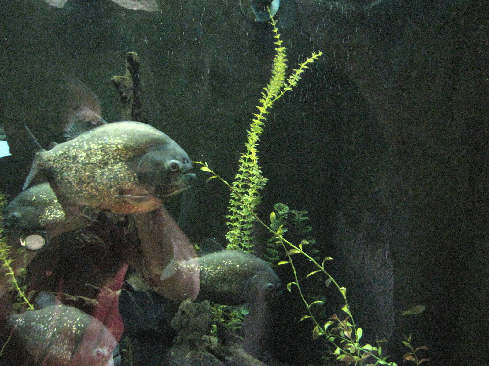 Red-bellied Piranha