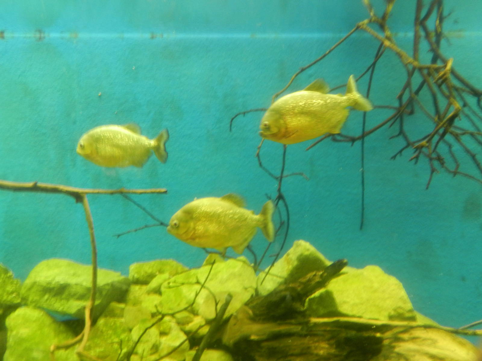 Red-bellied Piranhas at Flamingo Land - 14/10/2012