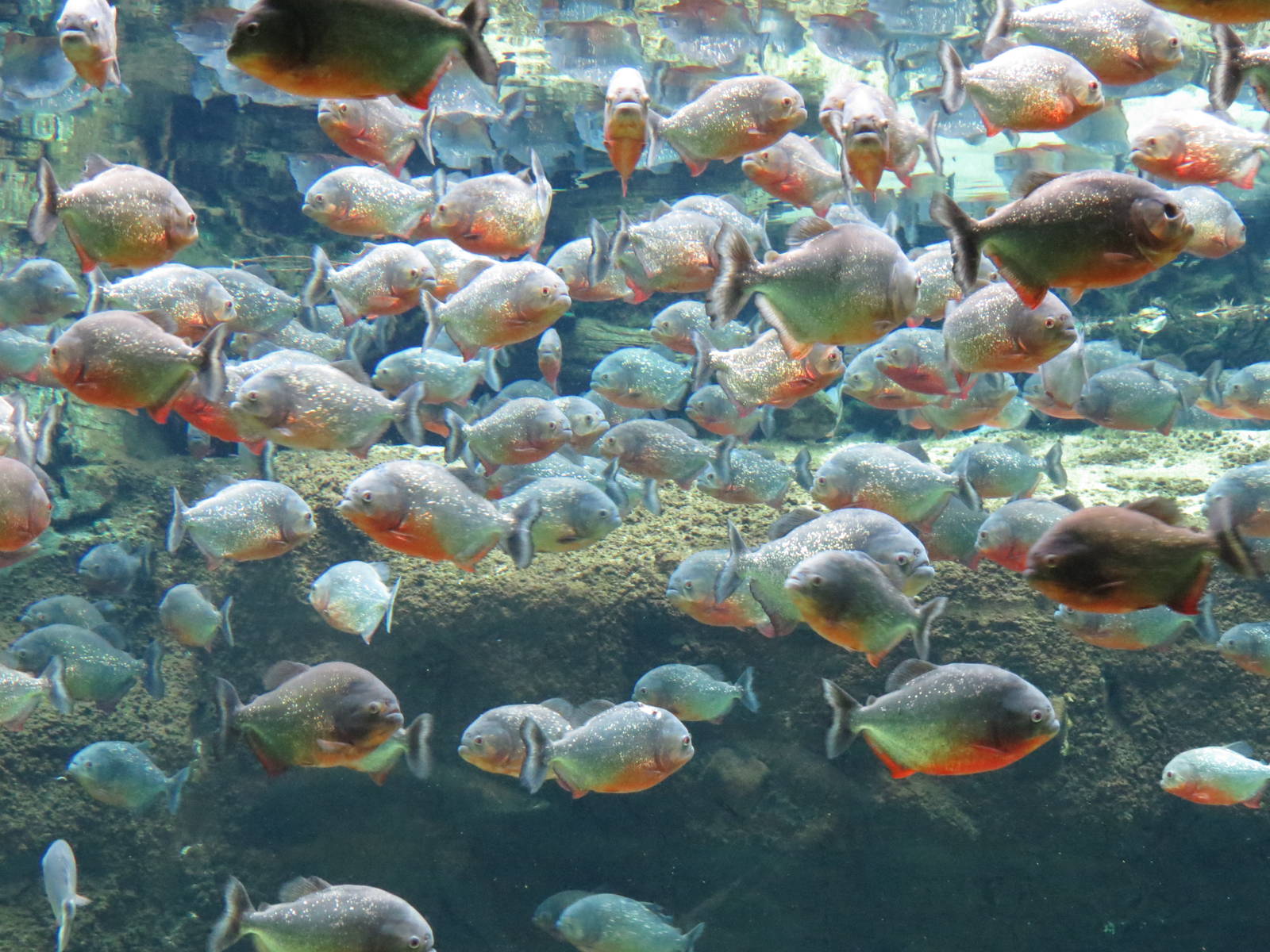 Red-bellied piranhas, June 2015.