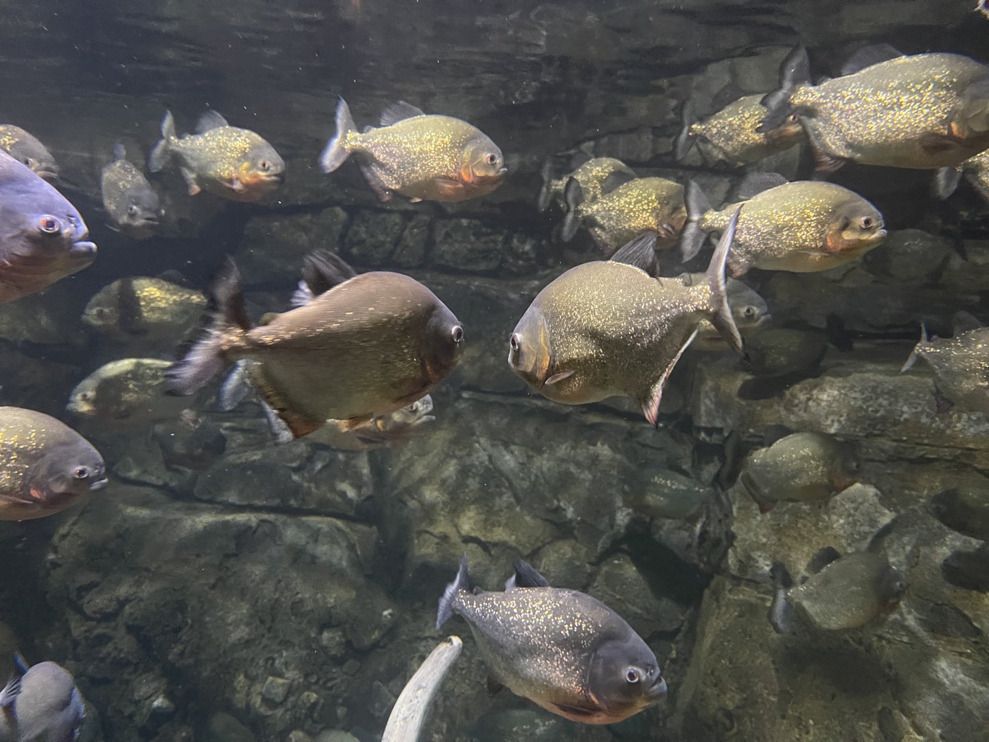 red-bellied piranhas (pygocentrus nattereri)