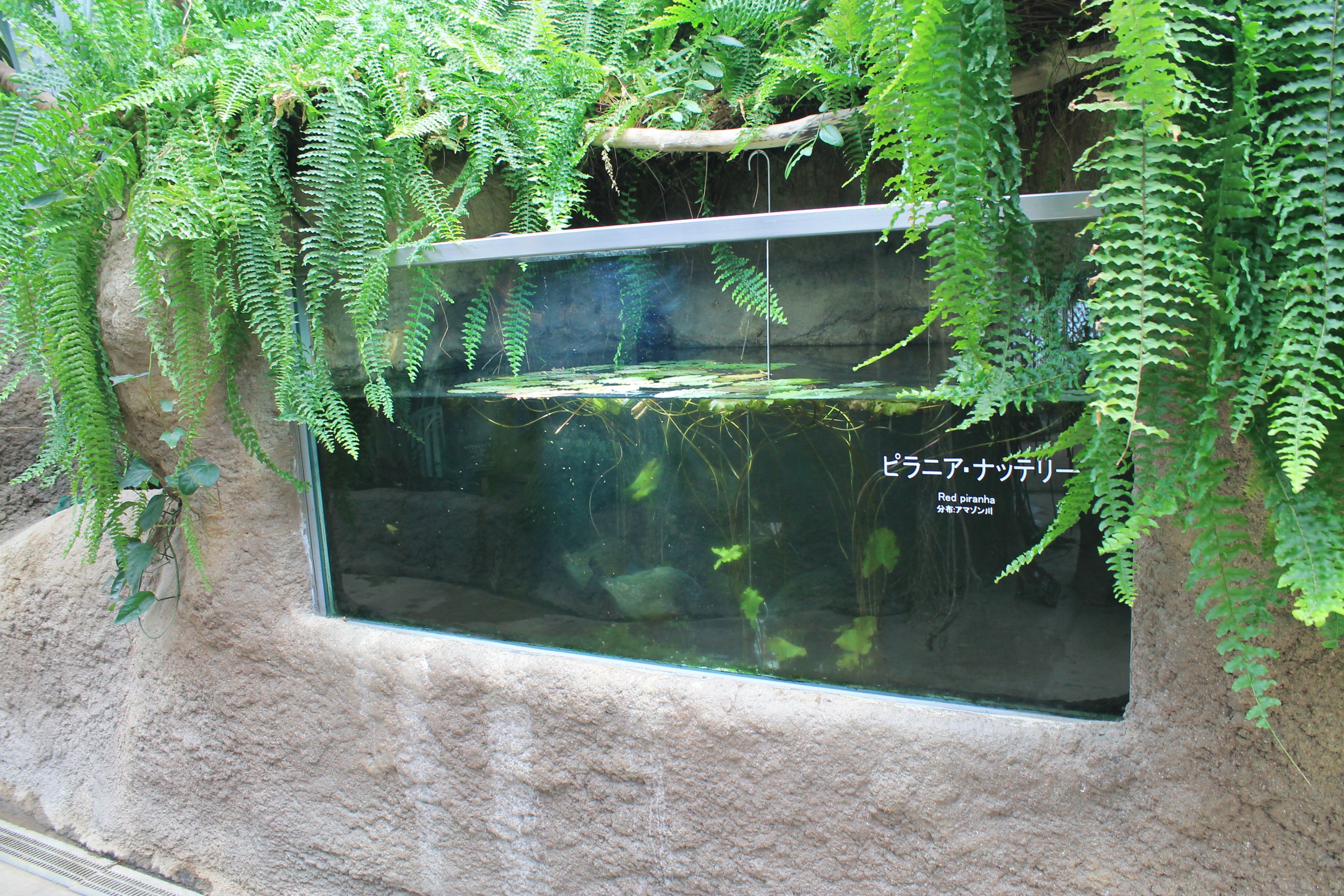 Red-bellied Piranhas (Pygocentrus nattereri)