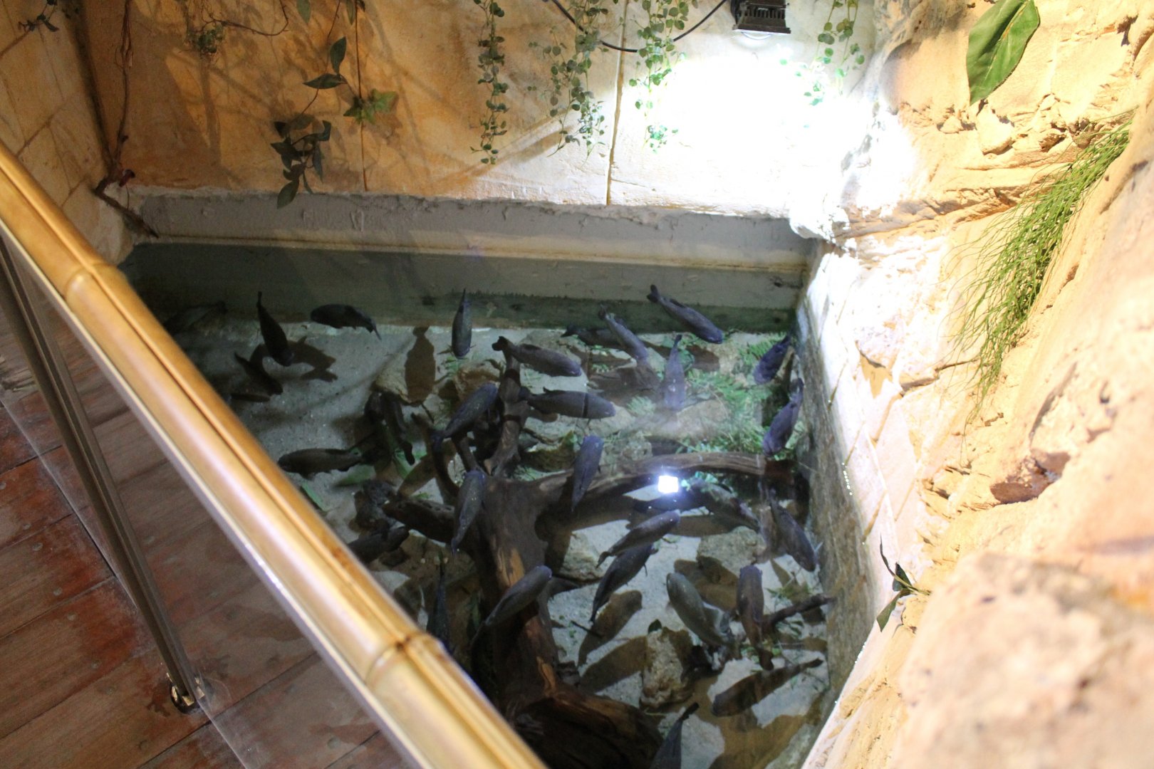 Red-bellied piranhas