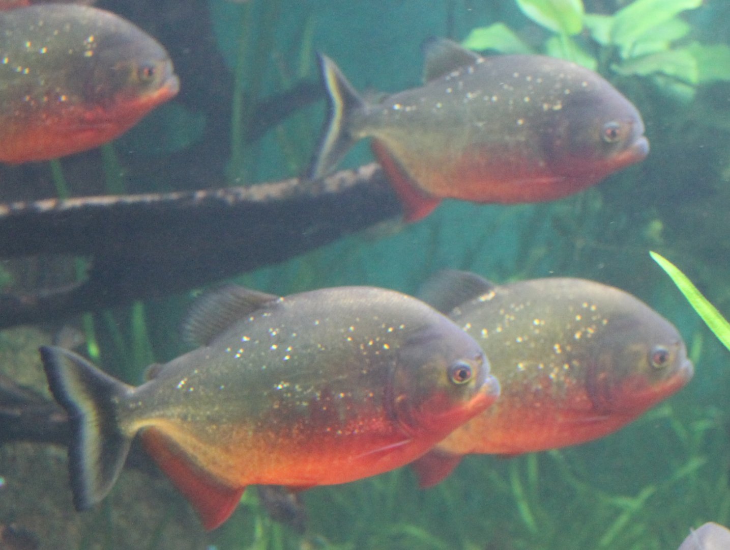 Red-bellied piranhas