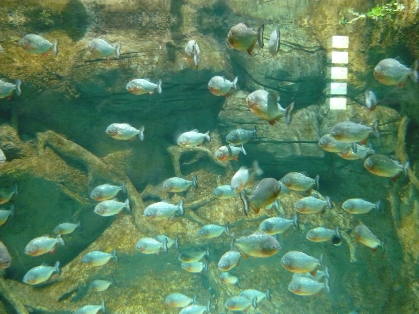 Red-bellied piranhas