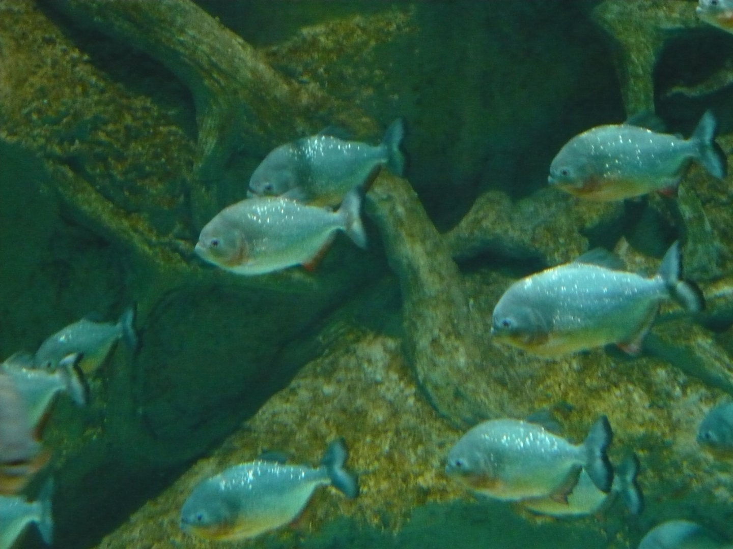 Red-bellied piranhas
