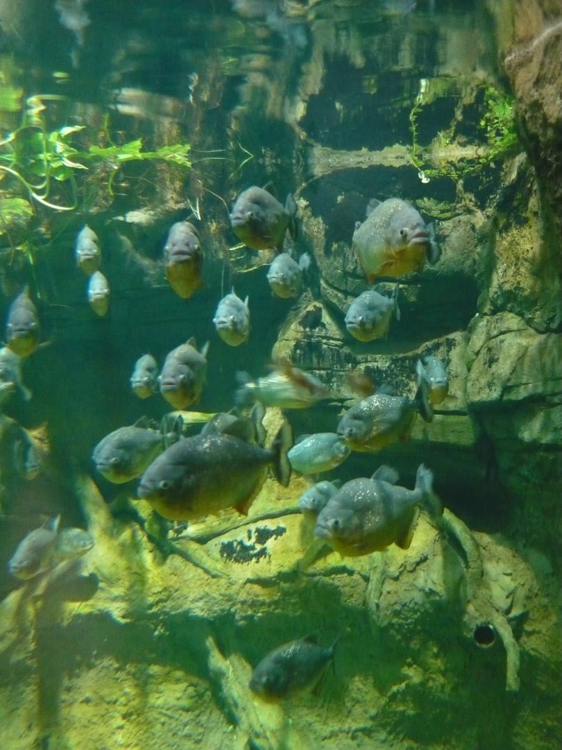 Red-bellied piranhas