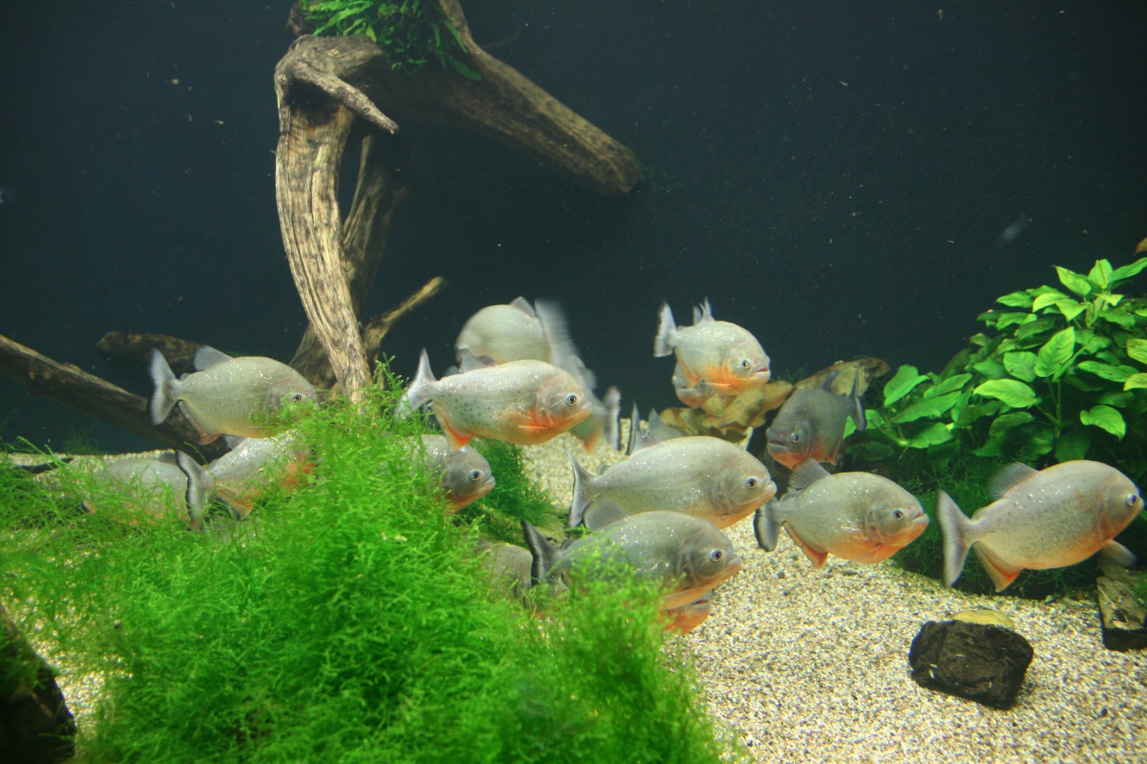 Red-bellied piranhas