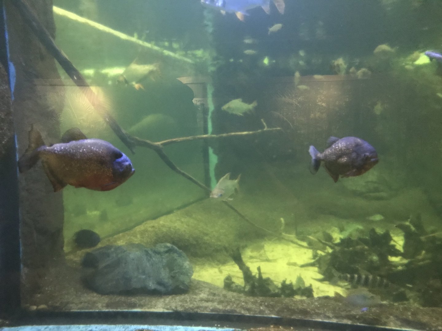 Red-Bellied Piranhas