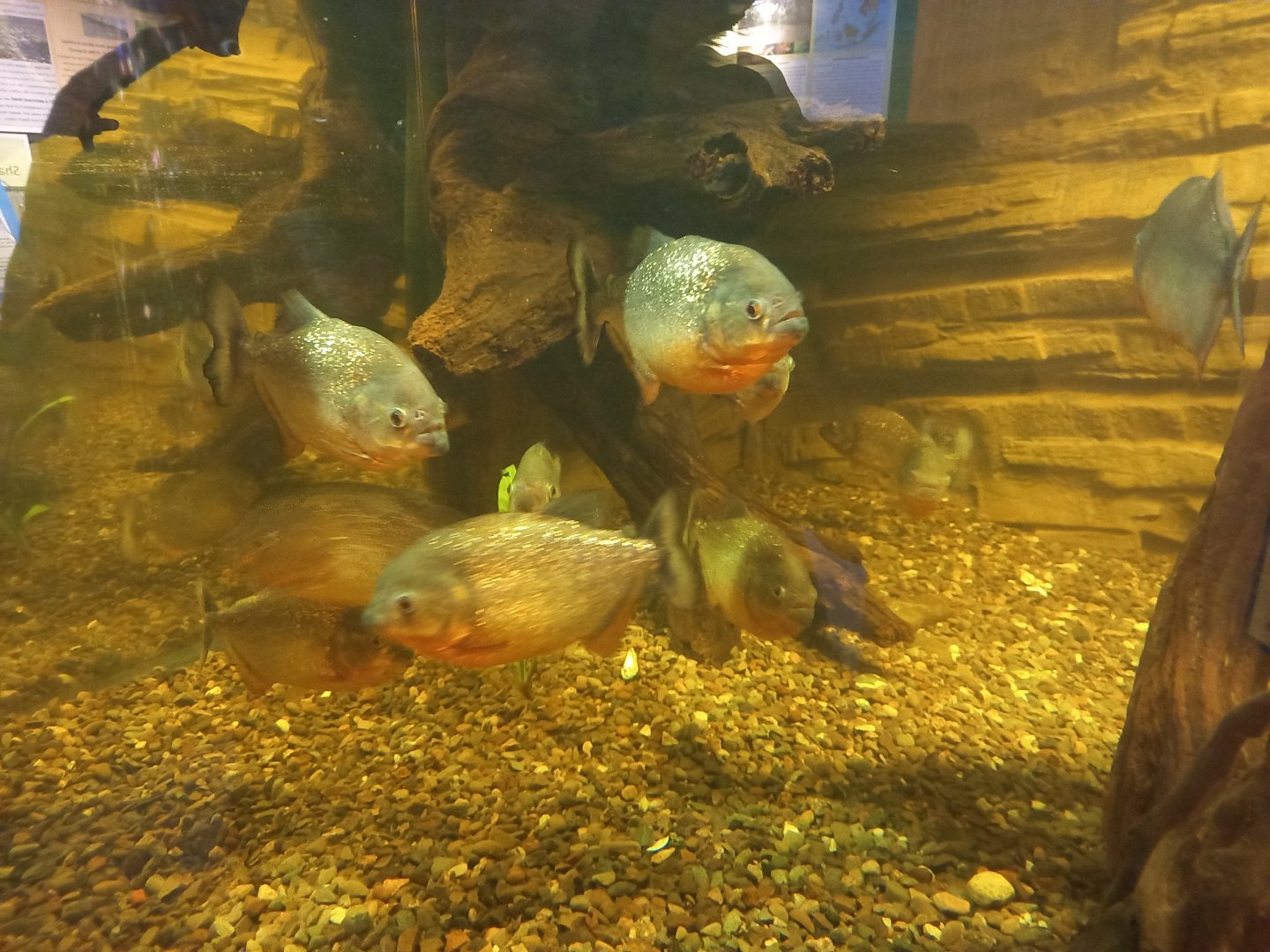 Red-bellied Piranhas
