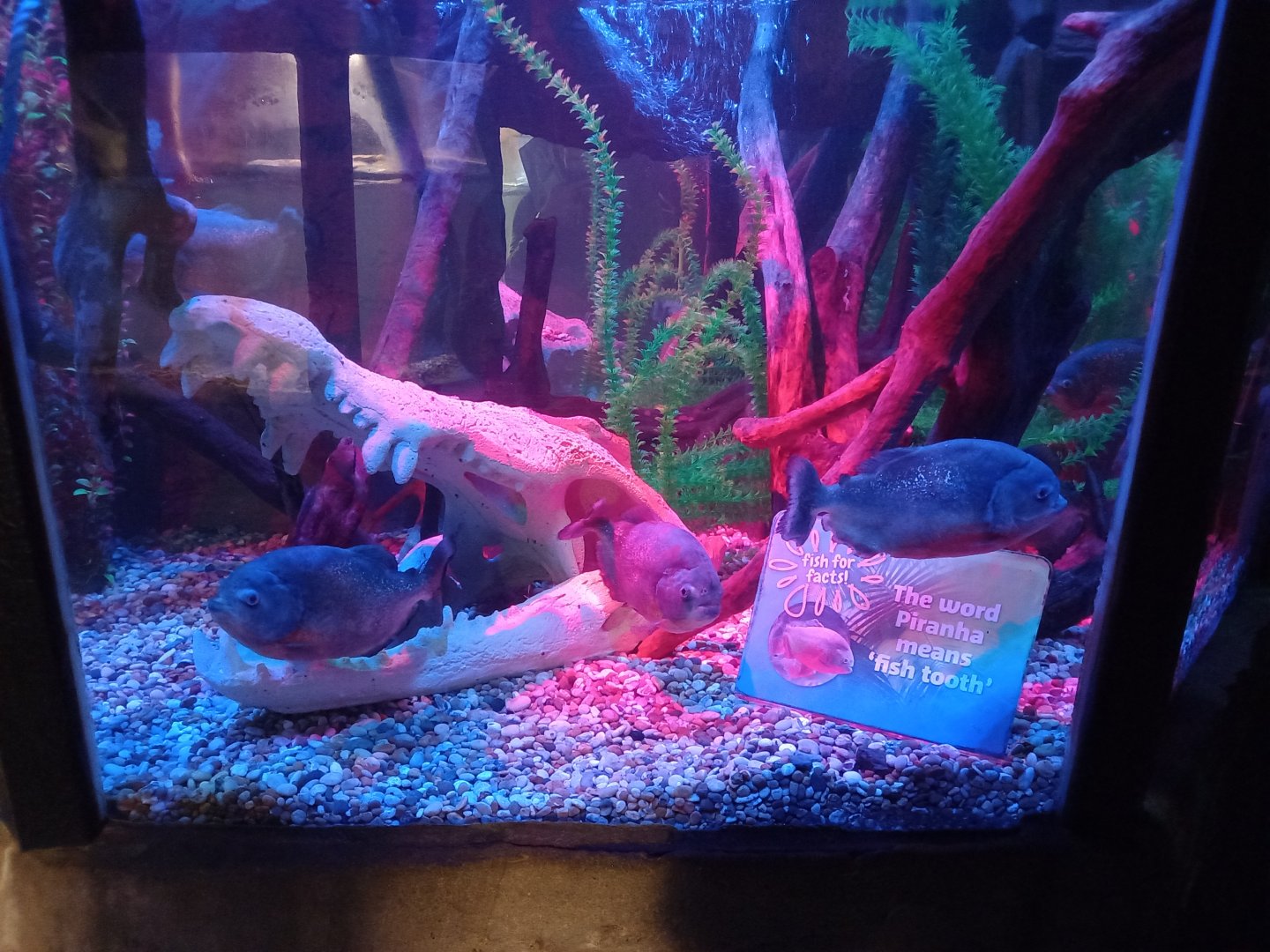 Red-bellied Piranhas