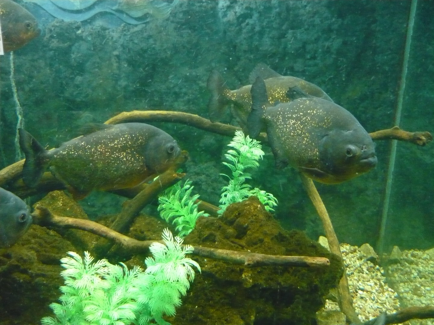 Red-bellied piranhas