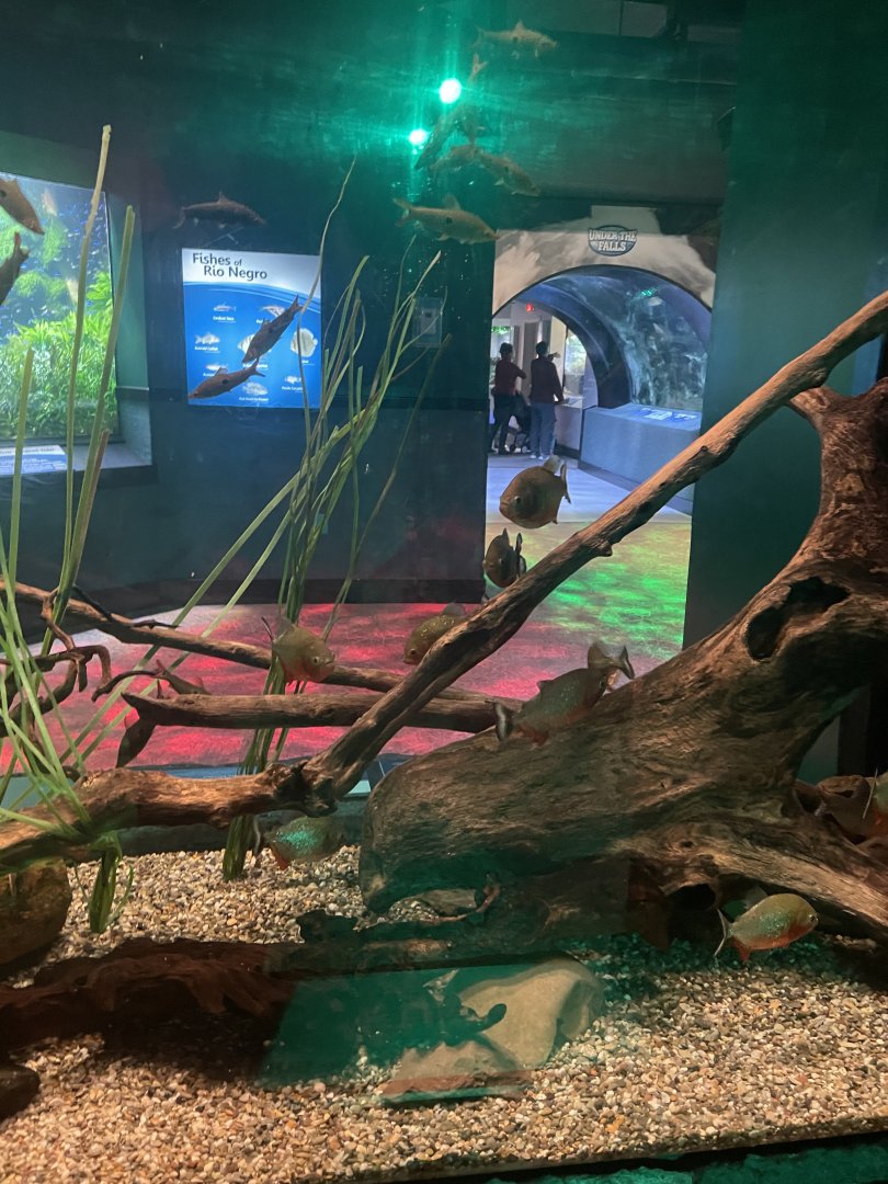 Red Bellied Piranhas