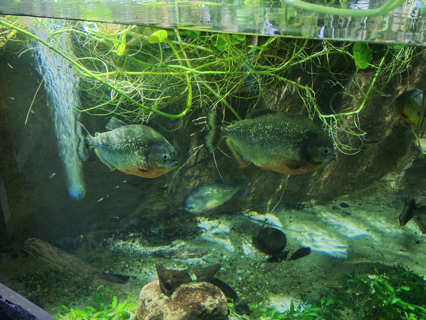 Red-bellied Piranhas