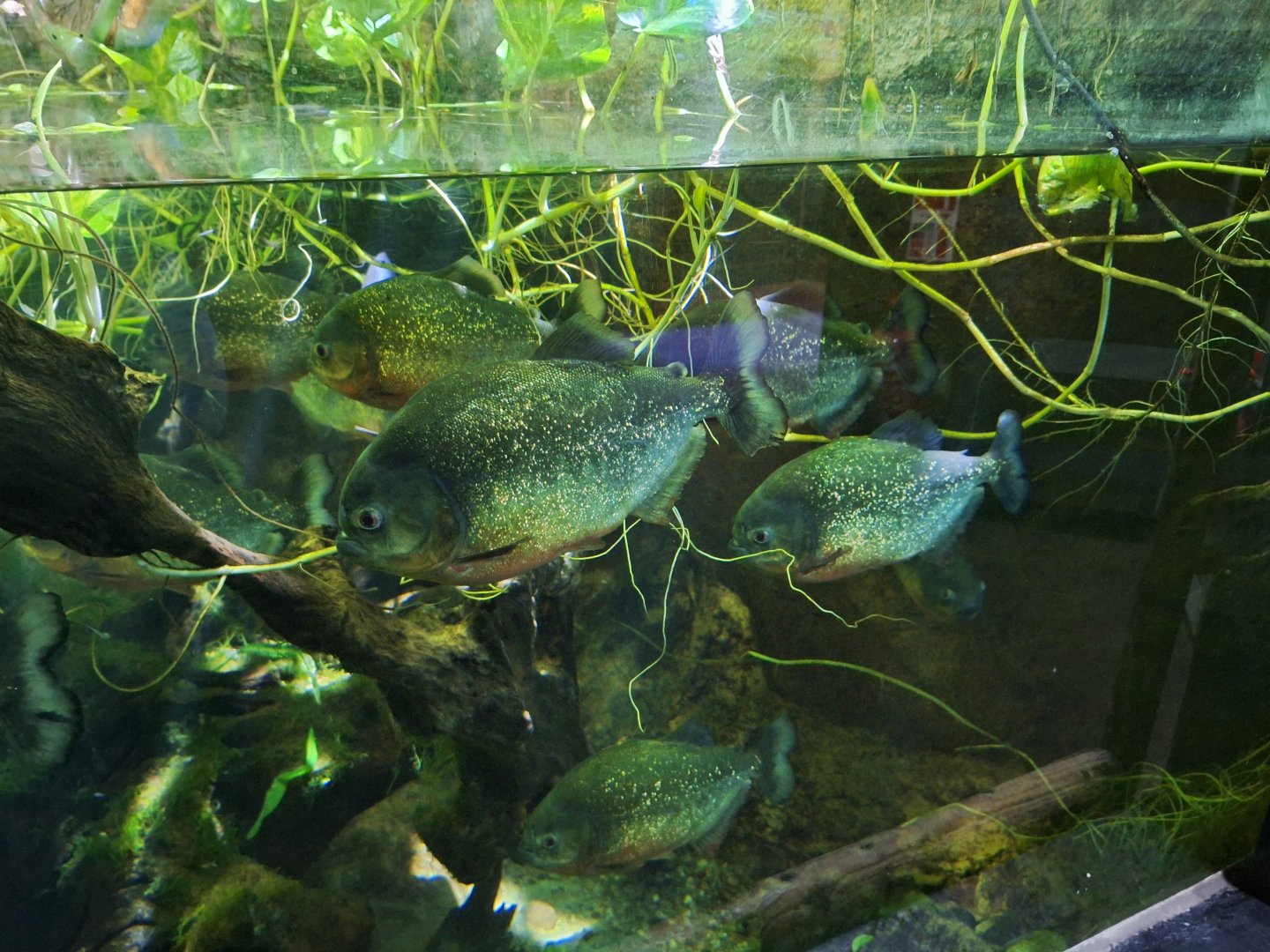 Red-bellied Piranhas