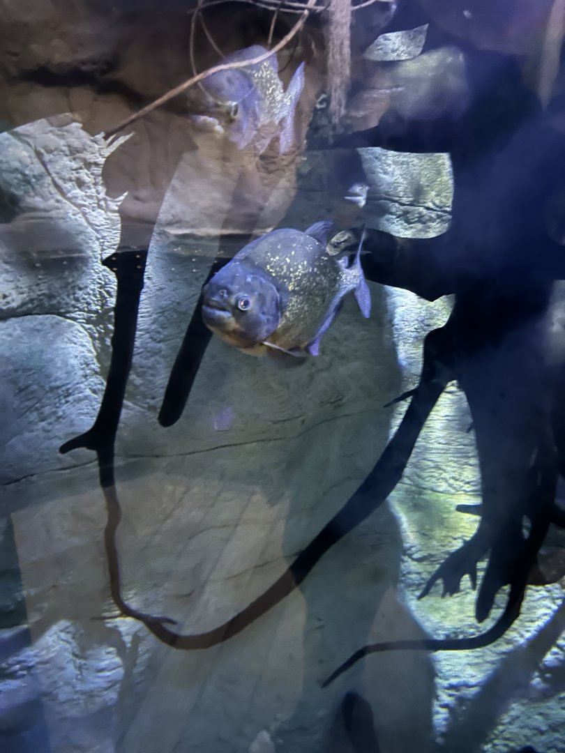 Red-bellied piranhas