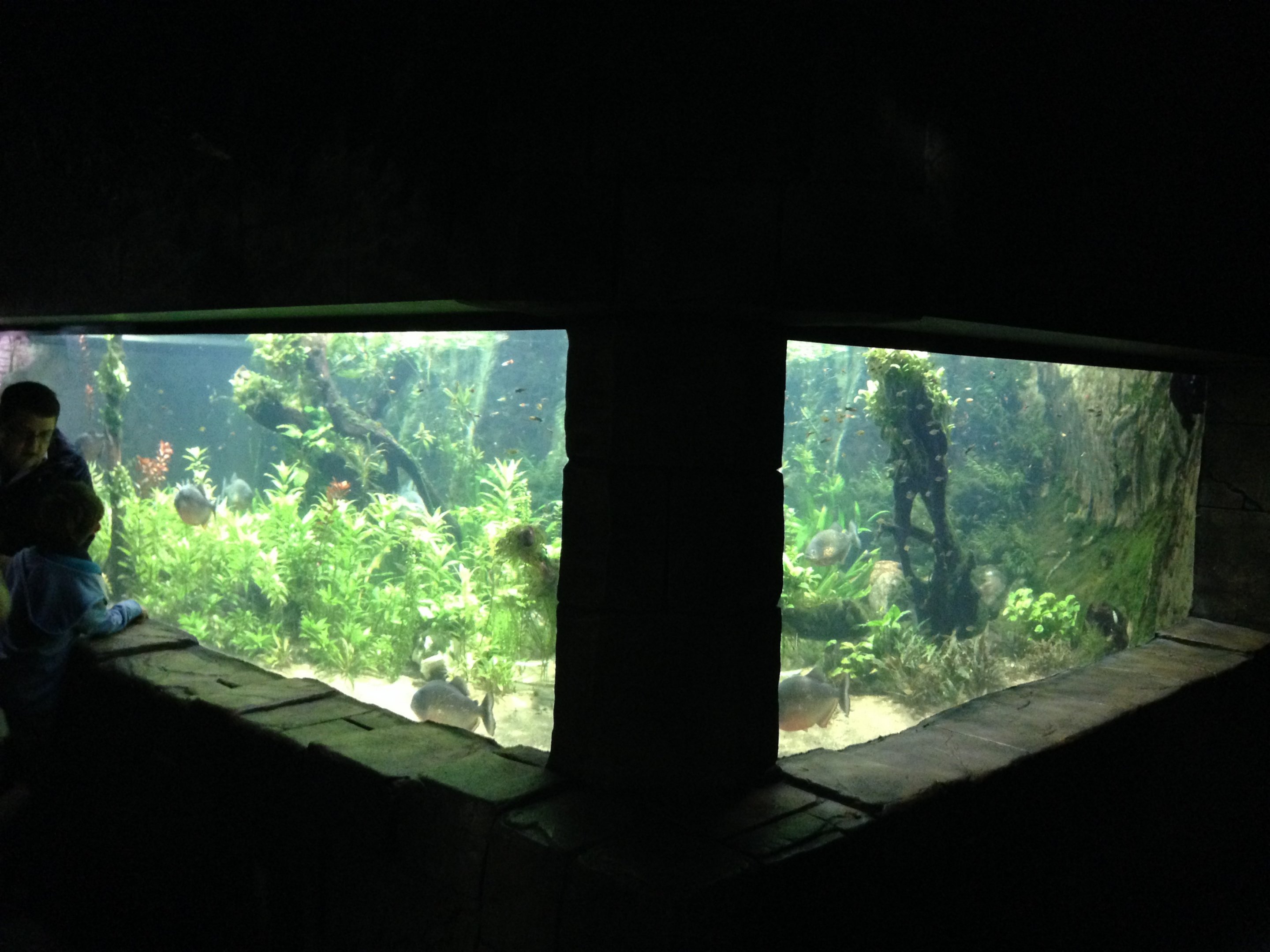 Red bellied pirhanas 2016