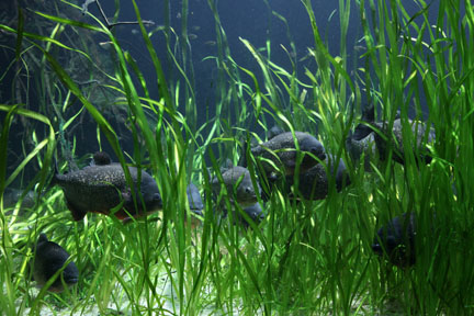 red bellied pirhanas